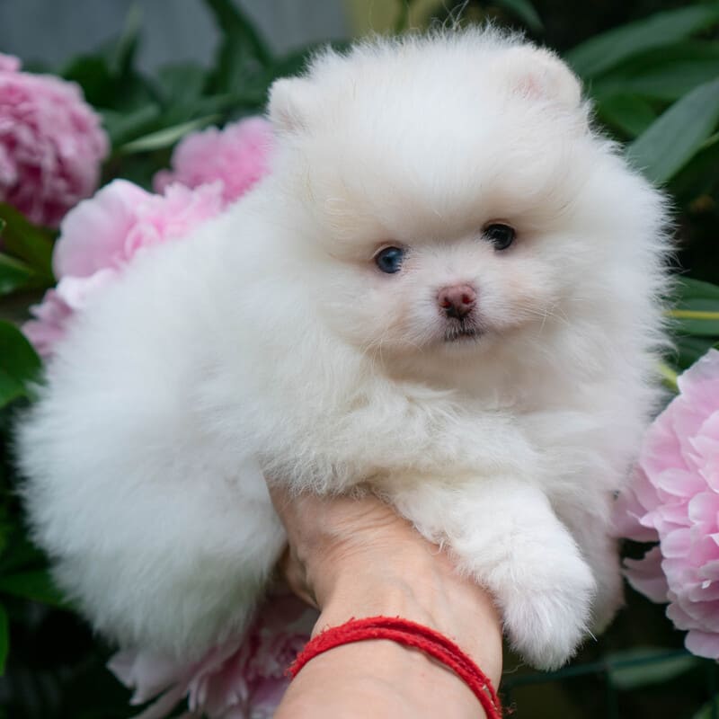 Adorable rare colored pomeranian puppy