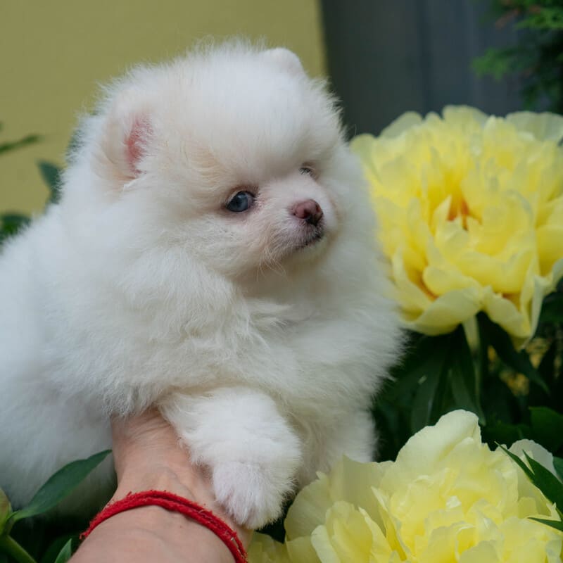 Adorable rare colored pomeranian puppy