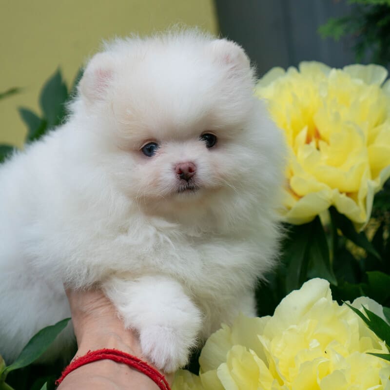 Adorable rare colored pomeranian puppy