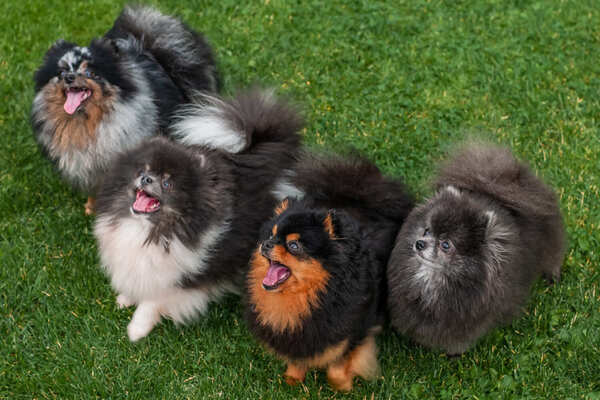 Adorable rare colored pomeranian puppy