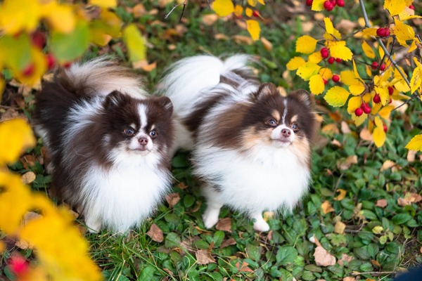 Adorable rare colored pomeranian puppy