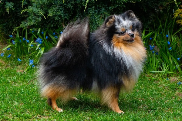 Adorable rare colored pomeranian puppy