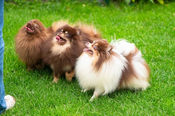 Adorable rare colored pomeranian puppy