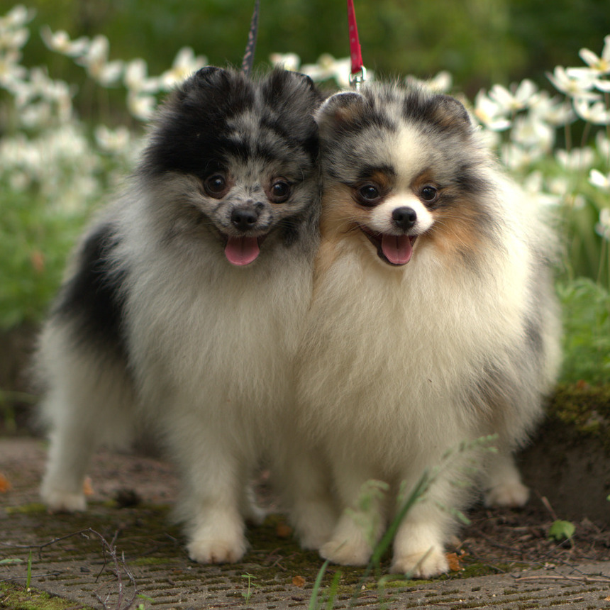 Adorable rare colored pomeranian puppy