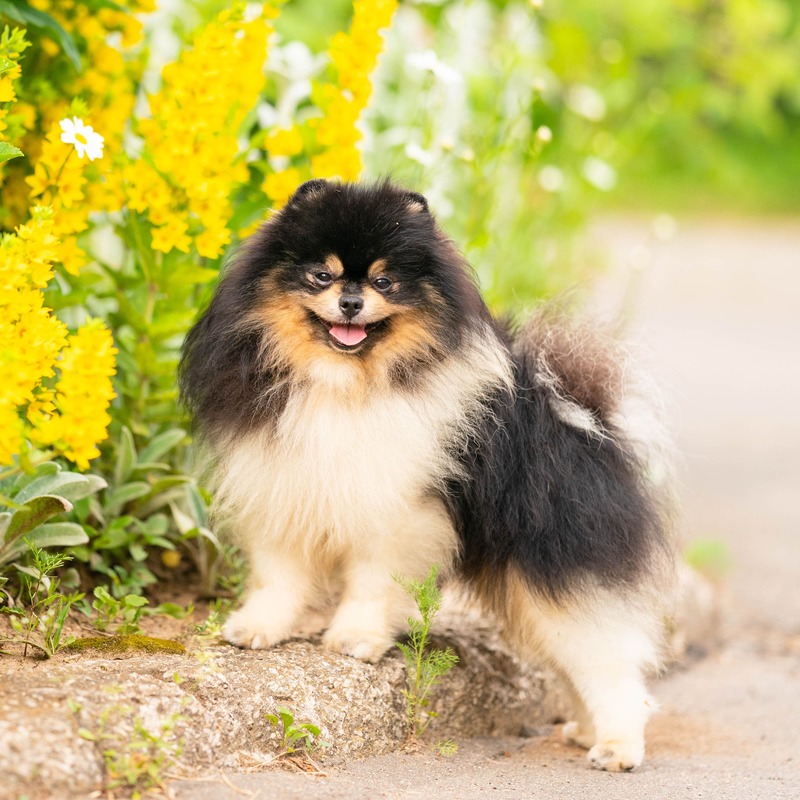 Adorable rare colored pomeranian puppy
