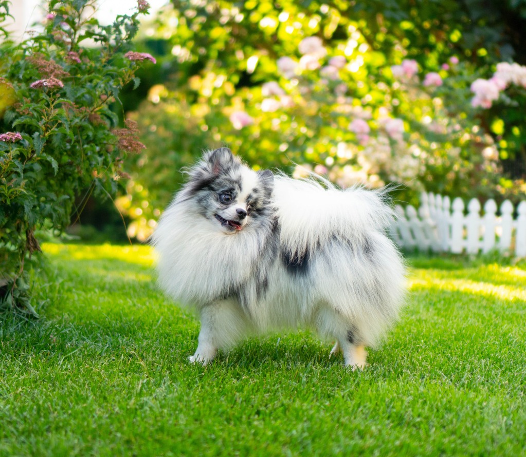 Adorable rare colored pomeranian puppy
