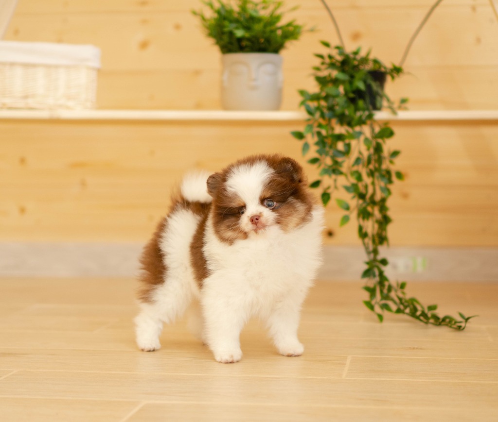 Adorable rare colored pomeranian puppy