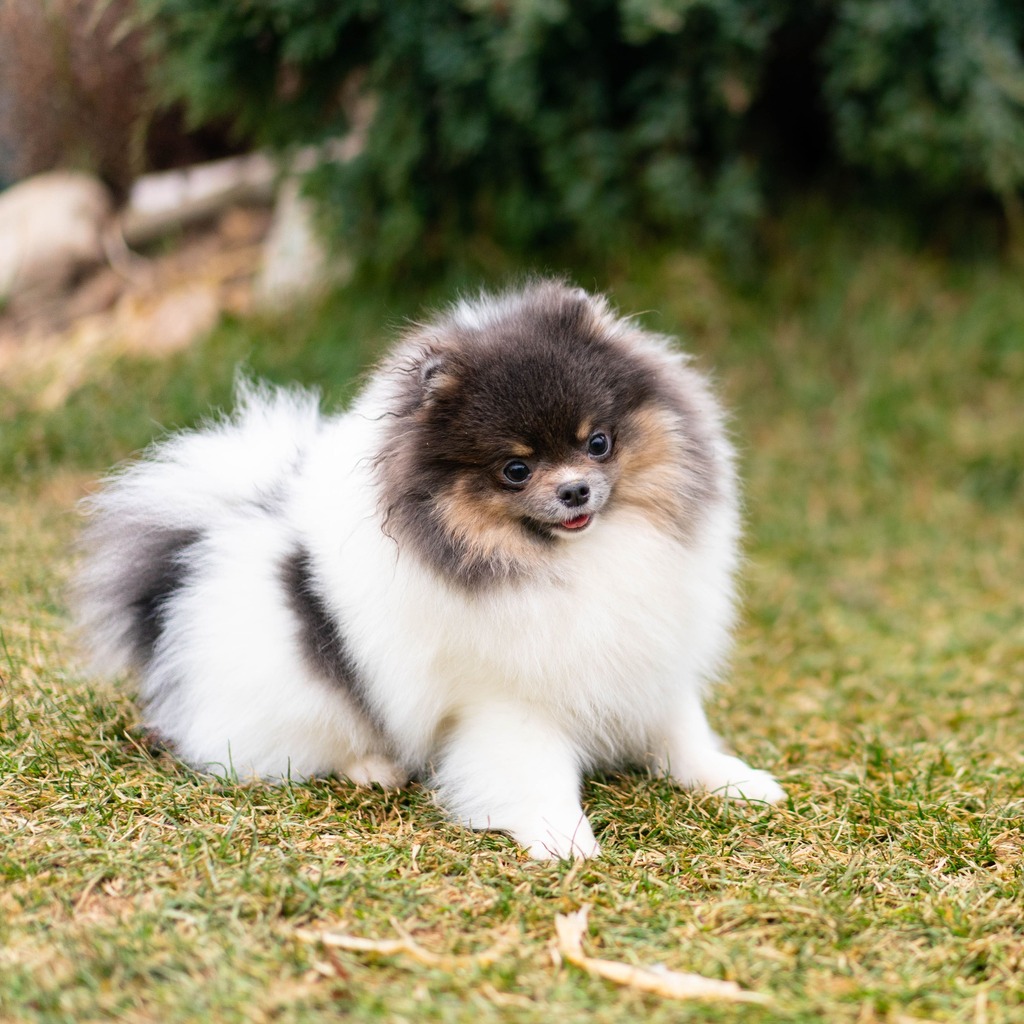 Adorable rare colored pomeranian puppy