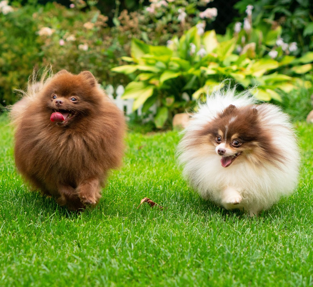 Adorable rare colored pomeranian puppy
