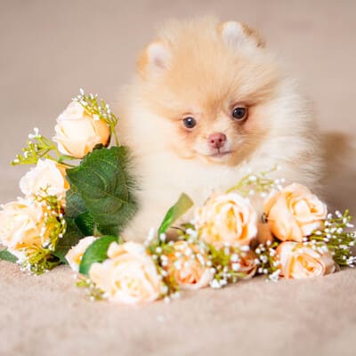 Adorable rare colored pomeranian puppy