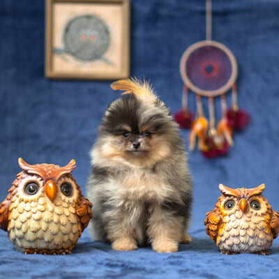 Adorable rare colored pomeranian puppy