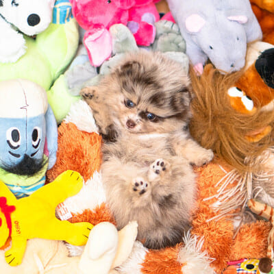 Adorable rare colored pomeranian puppy