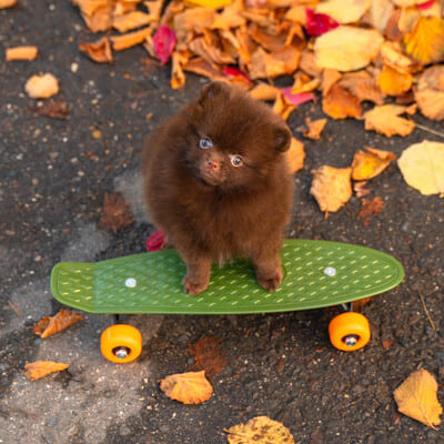 Adorable rare colored pomeranian puppy