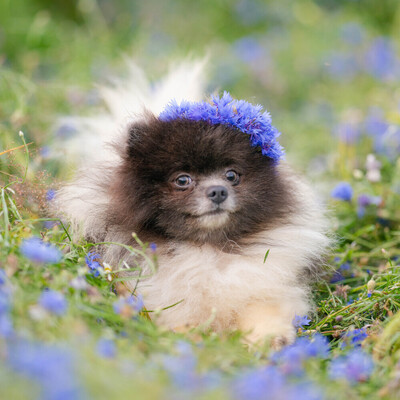 Adorable rare colored pomeranian puppy