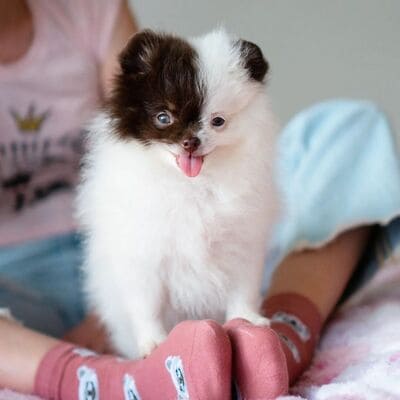 Adorable rare colored pomeranian puppy