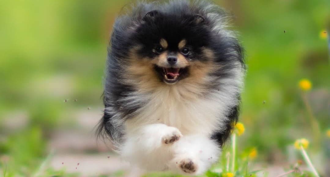 Adorable rare colored pomeranian puppy