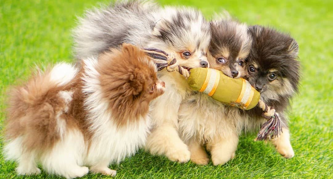 Adorable rare colored pomeranian puppy