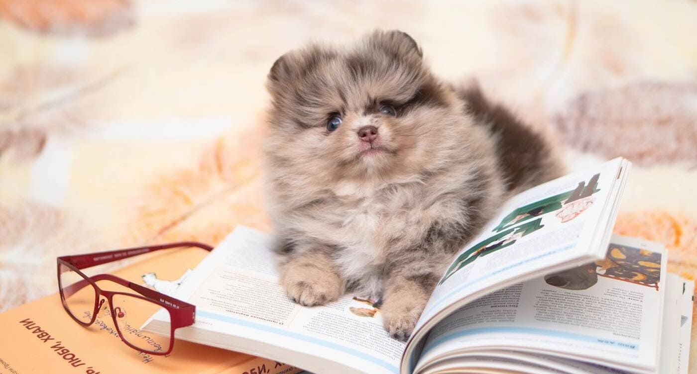 Adorable rare colored pomeranian puppy