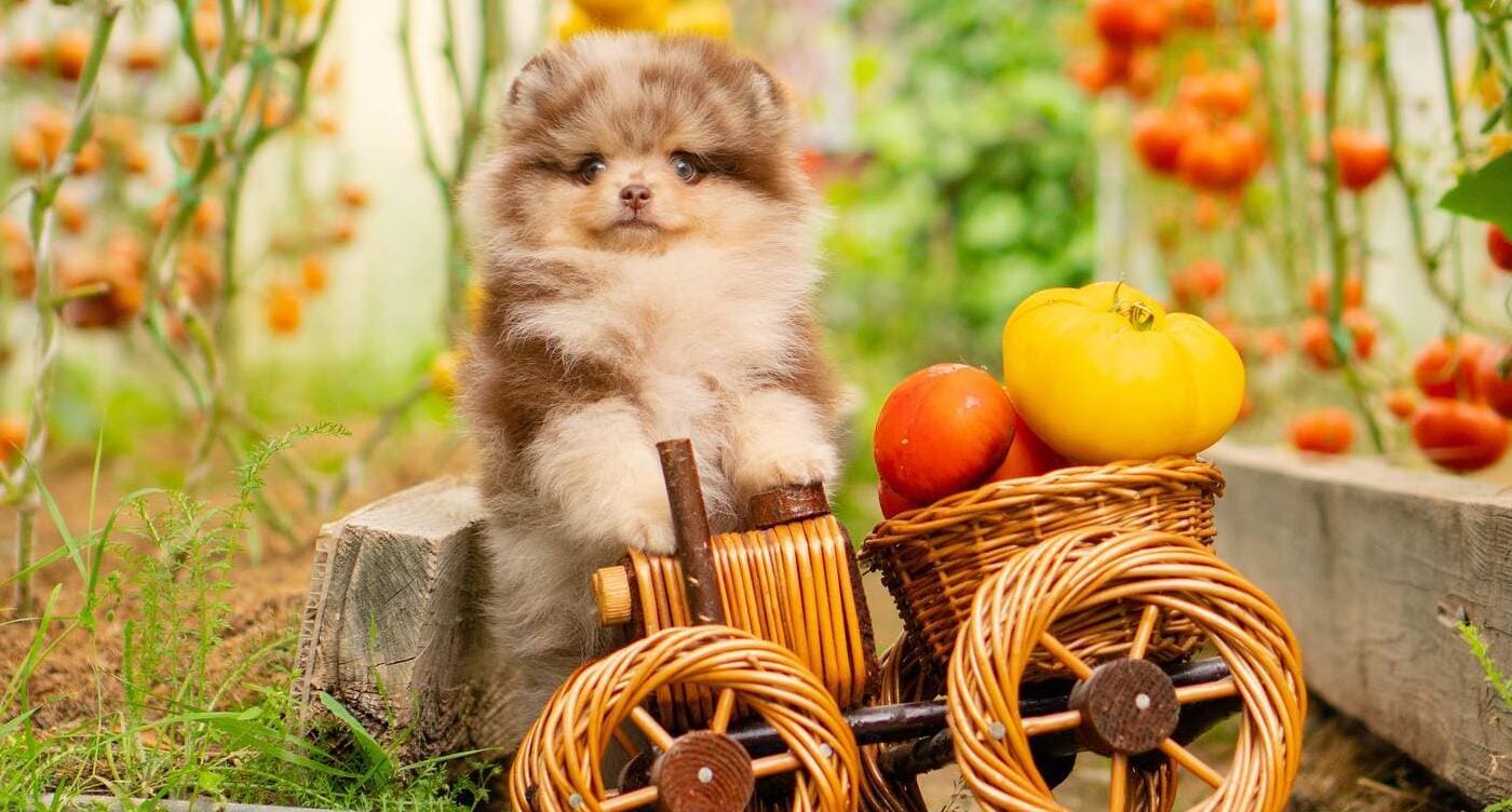 Adorable rare colored pomeranian puppy