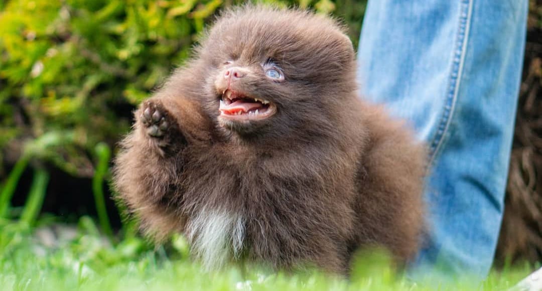 Adorable rare colored pomeranian puppy