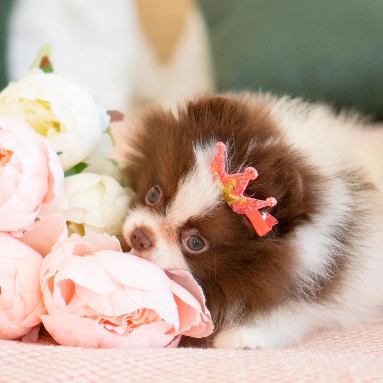 Adorable rare colored pomeranian puppy
