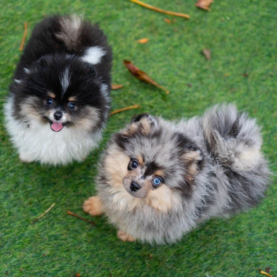Adorable rare colored pomeranian puppy