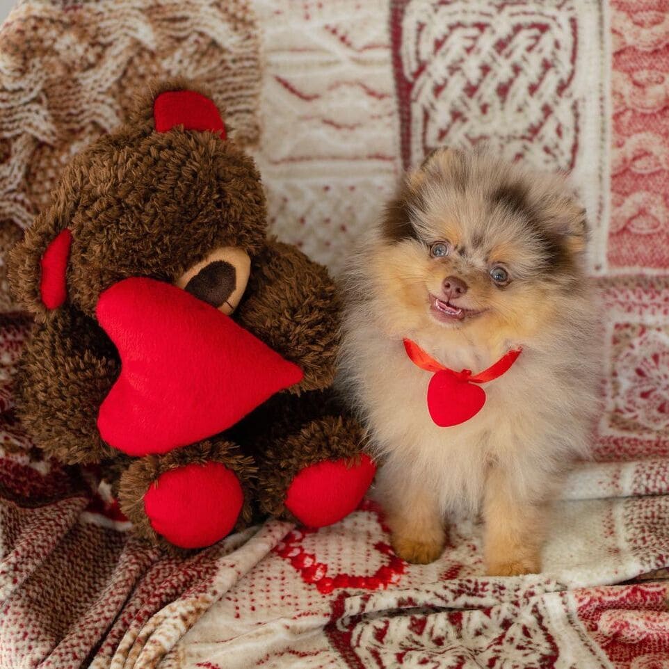 Adorable rare colored pomeranian puppy