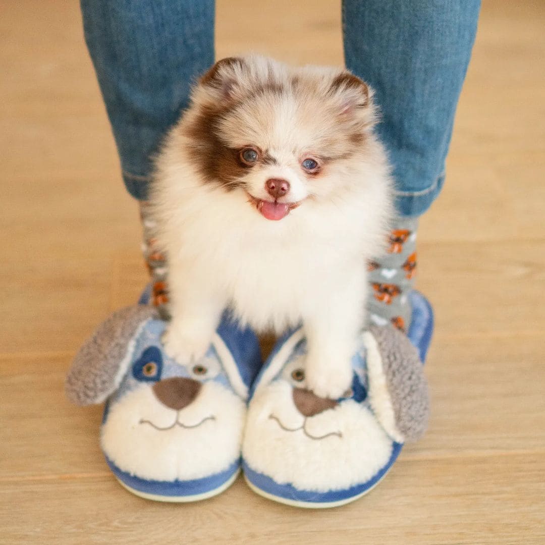 Adorable rare colored pomeranian puppy
