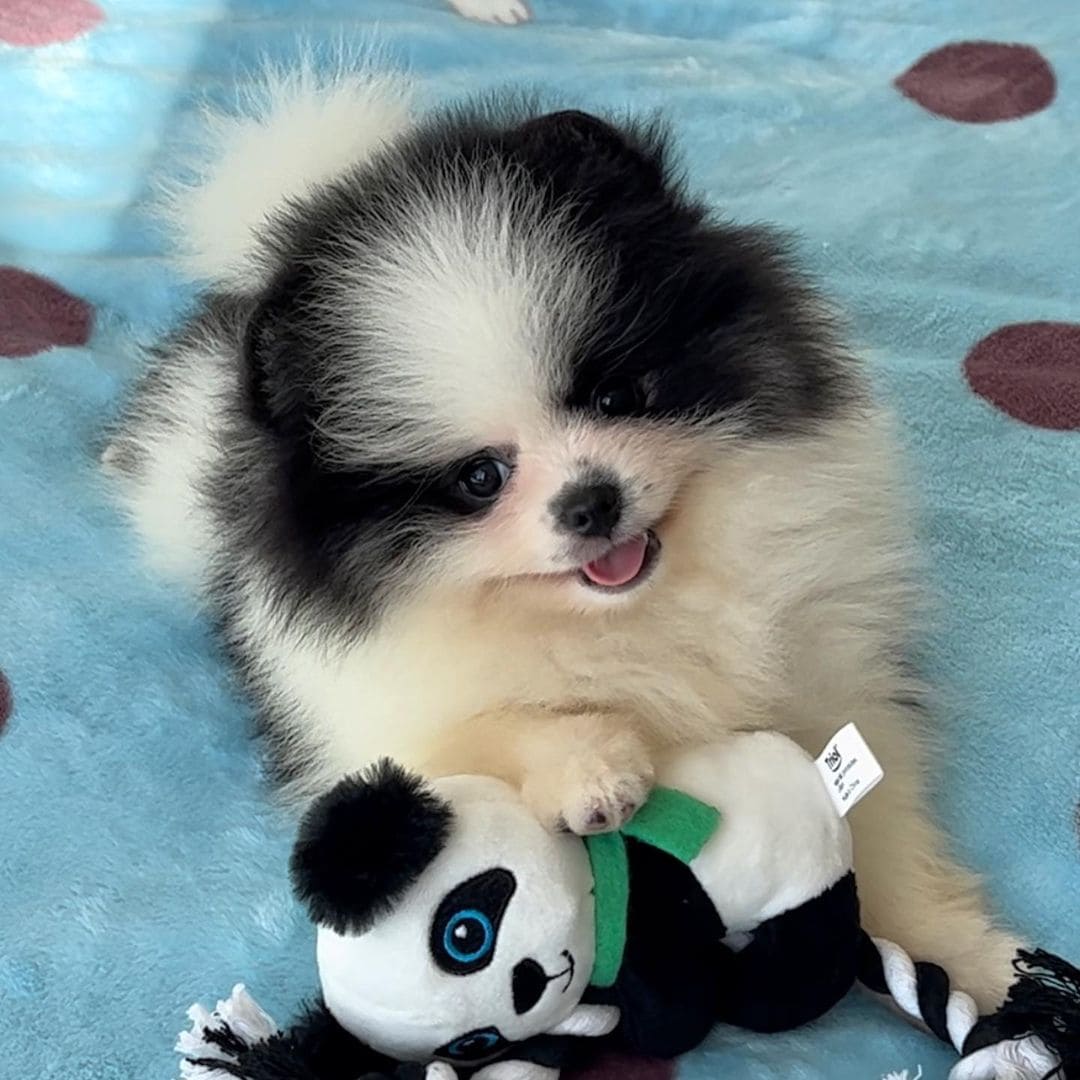 Adorable rare colored pomeranian puppy