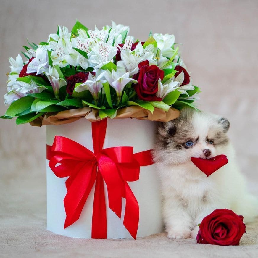 Adorable rare colored pomeranian puppy