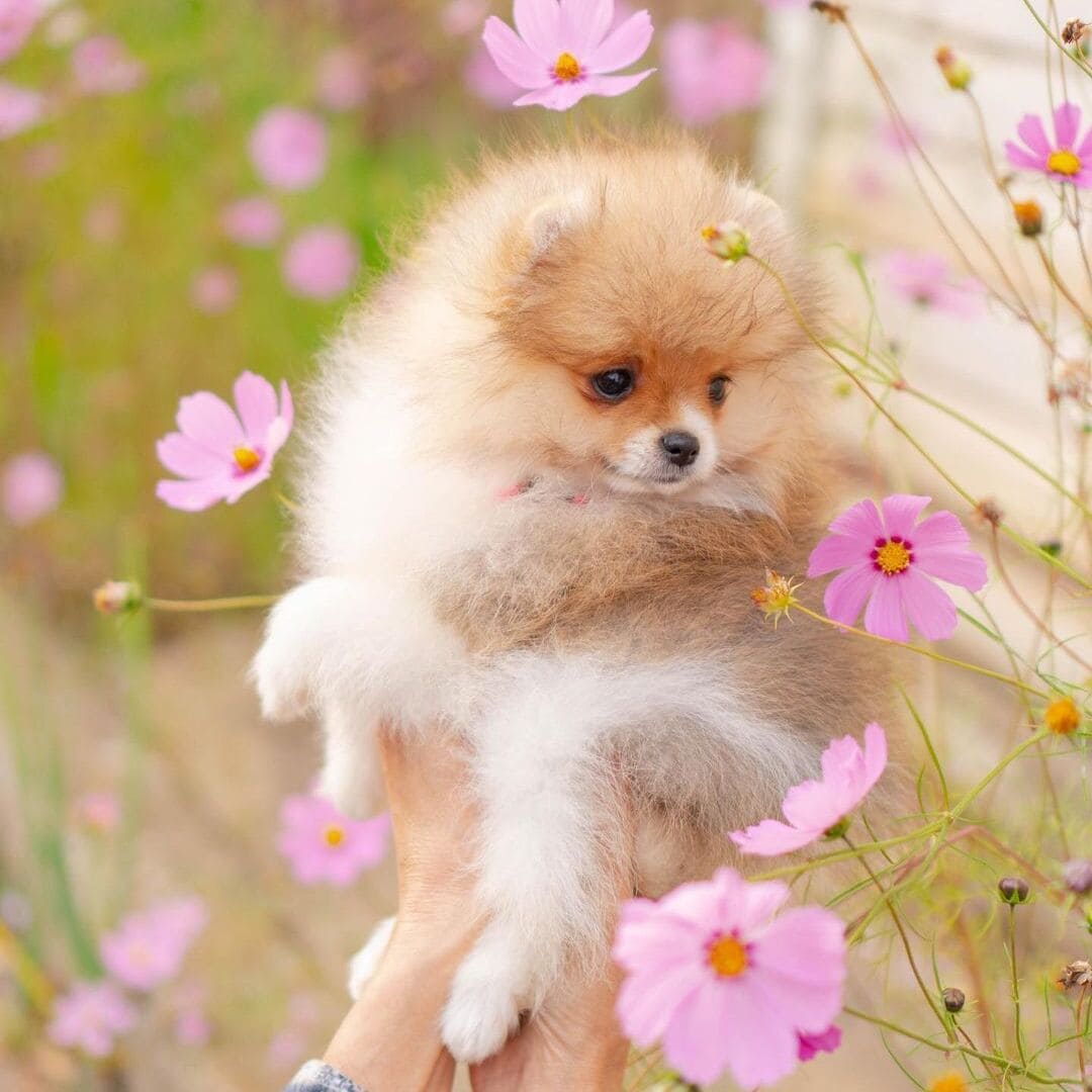 Adorable rare colored pomeranian puppy