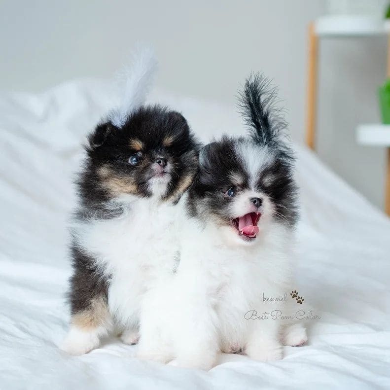 Adorable rare colored pomeranian puppy
