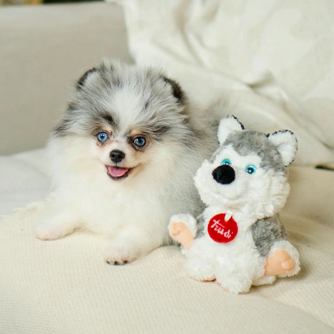 Adorable rare colored pomeranian puppy