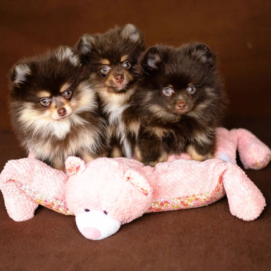 Adorable rare colored pomeranian puppy