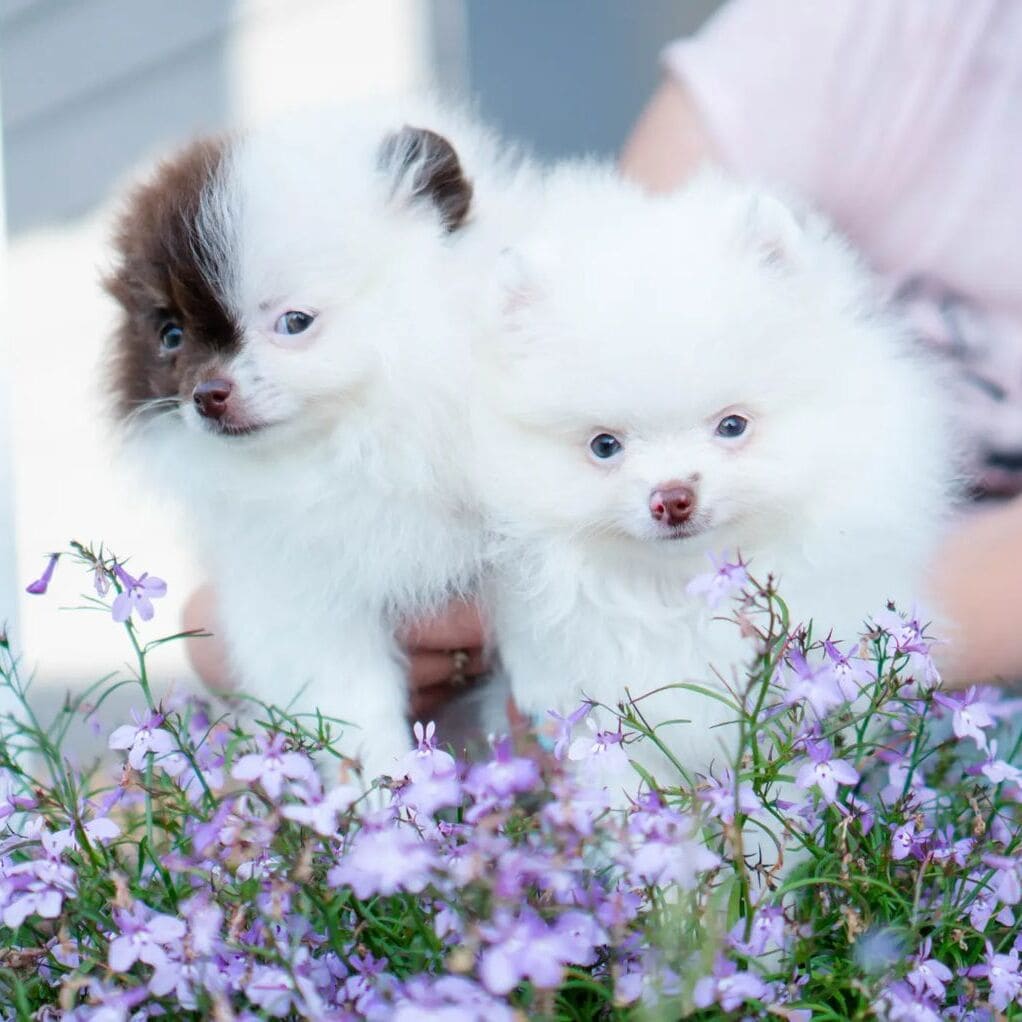 Adorable rare colored pomeranian puppy